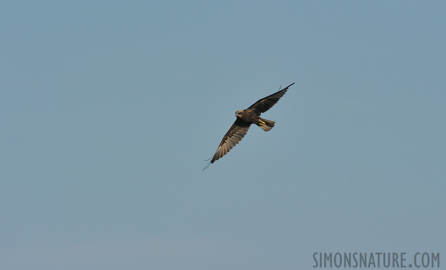 Circus aeruginosus aeruginosus [550 mm, 1/3200 sec at f / 10, ISO 1600]